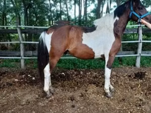 Faras, Friesian