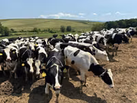 Cow, Holstein breed — photo 5