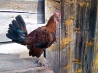 Japanese Bantam — sawirka 4
