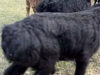 Goats (batch, sex not specified), Goats — photo 3