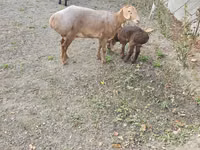 母羊, Arashan sheep — 照片 4