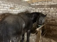 Horse (M), Horses — photo 2