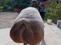 نعجة, Arashan sheep — الصورة 4