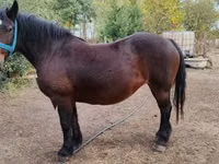 母马, Horses — 照片 3