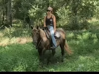 母马, Kentucky mountain daddle horse — 照片 7