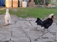 Chickens — 照片 3