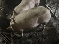 公猪, Pigs — 照片 1