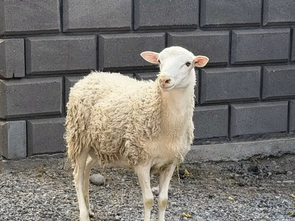 公羊, Hissar sheep
