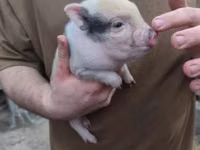 Boar — photo 3