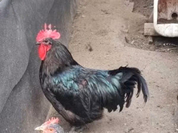 澳洲黑
