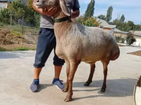 نعجة, Arashan sheep — الصورة 3