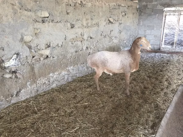 Carnero, Rhon sheep