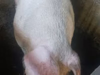 Boar — photo 3