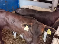 Bulle, Simmental cattle — Foto 4