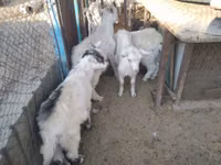 Mbuzi jike, Russian White goat — picha 7