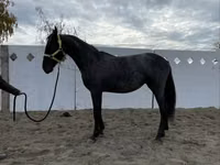 فرس, Friesian — الصورة 8
