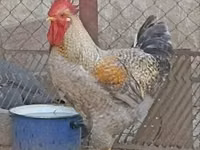 Chickens — फ़ोटो 1