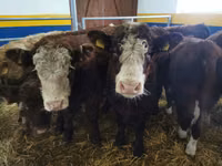 Bull, Cattle — photo 2