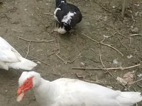 Ducks — foto 1