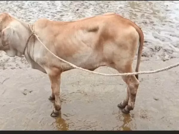 Cow, Brahman