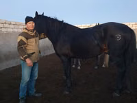 घोड़ा, Kushum Horse — फ़ोटो 1