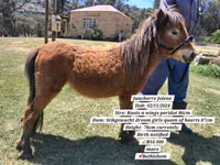 Horse (M), Miniature horse — photo 4