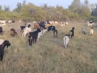 बकरी, बकरियाँ — फ़ोटो 3