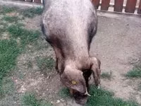 Boar — photo 2