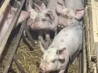 Sow, Pigs — photo 3