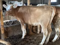 Dibi, Simmental cattle — sawirka 1