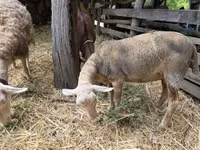 Sheep, Luzein sheep — photo 1