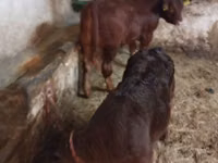母牛, Cattle — 照片 2