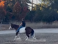 Hengst, American paint horse — Foto 6