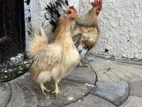 Chickens — 照片 2