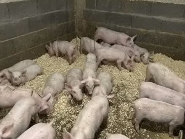 Boar, 