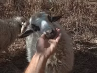 公羊, Racka sheep — 照片 2