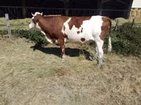 Vaca, Montbéliarde — foto 1