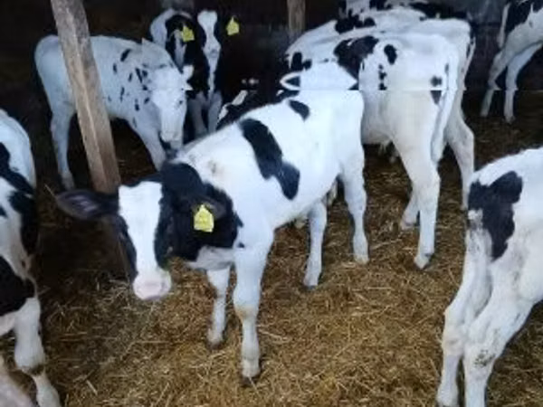 ثور, Russian Black pied cattle