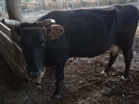 Cow, Latvian Blue cattle — photo 1