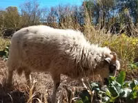 公羊, Racka sheep — 照片 6