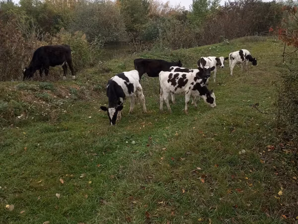 公牛, Russian Black pied cattle