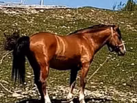 公马, Karabakh horse — 照片 3
