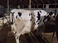 Vaca, Russian Black pied cattle — foto 4