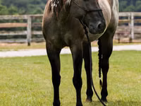 Caballo, Quarter Horse — foto 8