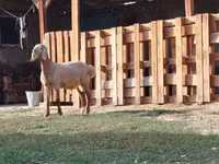Ram, Rhon sheep — photo 1