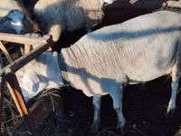 Ram, Lacaune sheep — photo 4