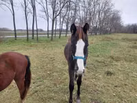 公马, Hungarian horse breed — 照片 5