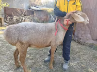 Schaf, Arashan sheep — Foto 2