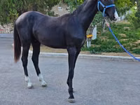 Horse (M), Akhal-Teke — photo 6