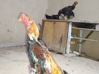 Chickens — फ़ोटो 2